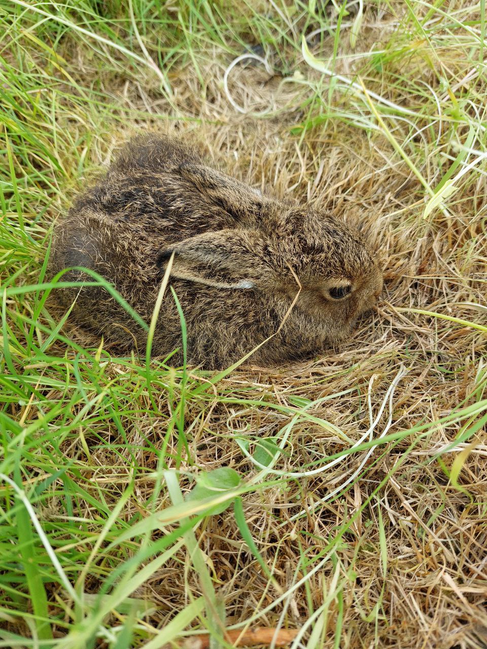 Baby hare